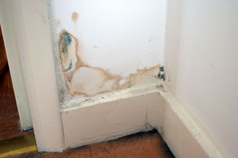 Mold Damage: The Hidden Threat in Your Home and How We Fix It