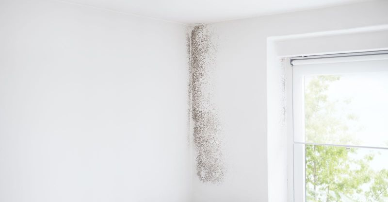 Mold Damage Myths: What You Need to Know